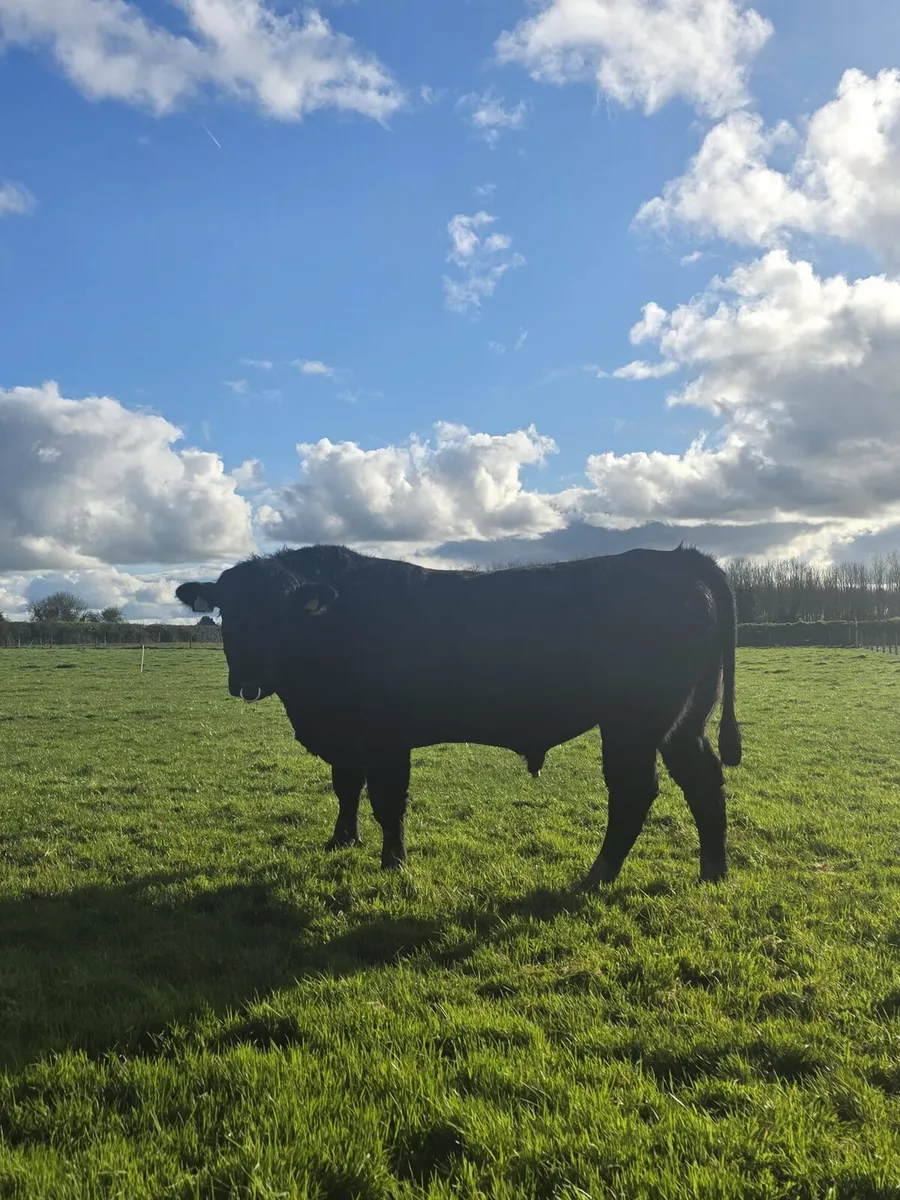 Angus bulls - Image 1