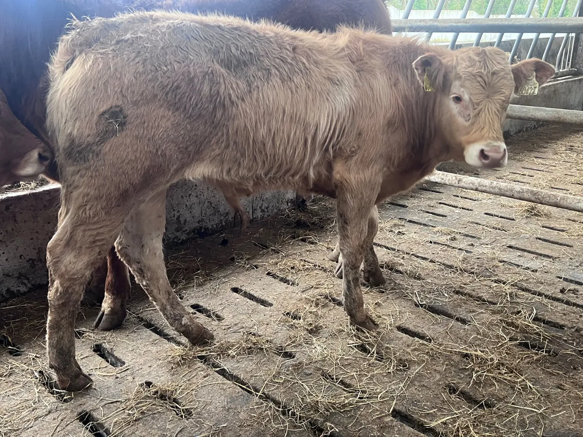 ❌ DEAL OF THE WEEK ❌ 2 Lovely Bulls - Image 4