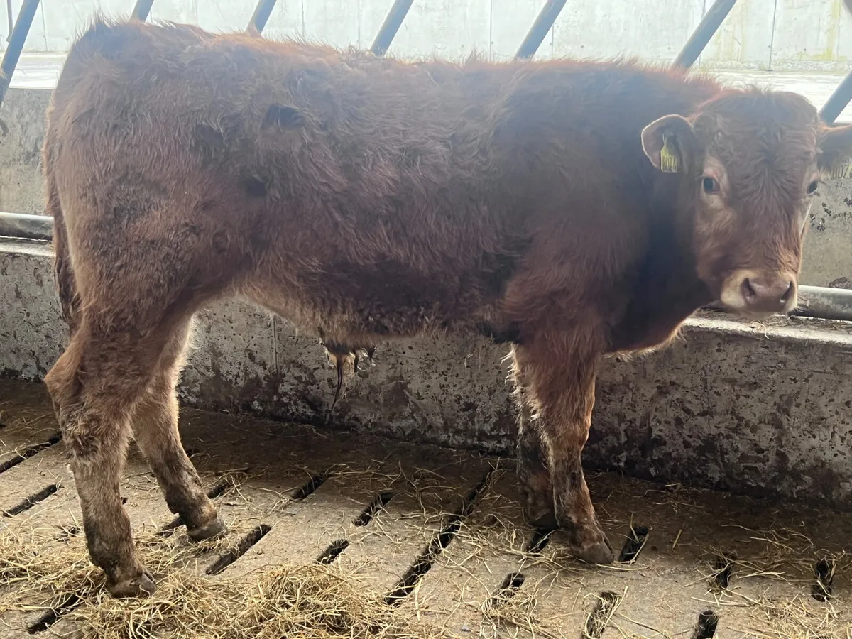 ❌ DEAL OF THE WEEK ❌ 2 Lovely Bulls - Image 3