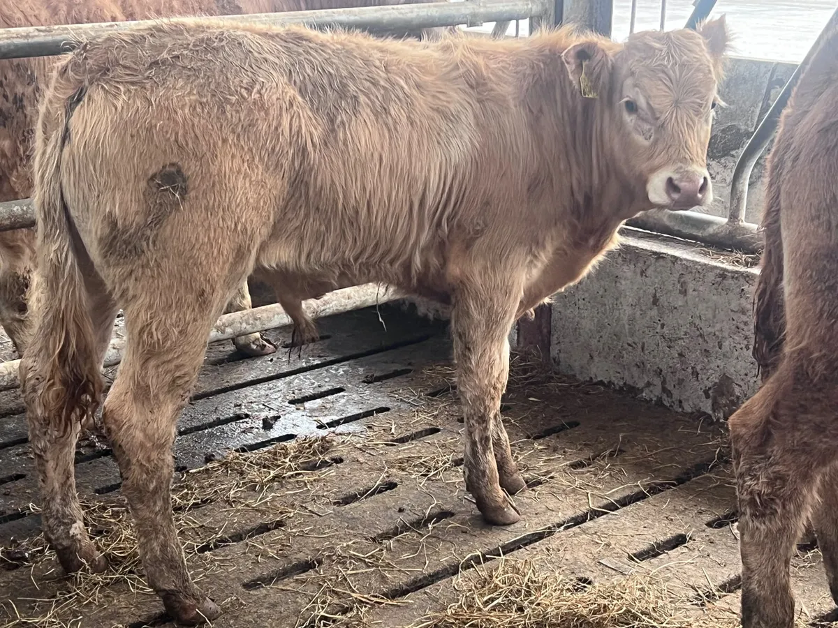 ❌ DEAL OF THE WEEK ❌ 2 Lovely Bulls - Image 1