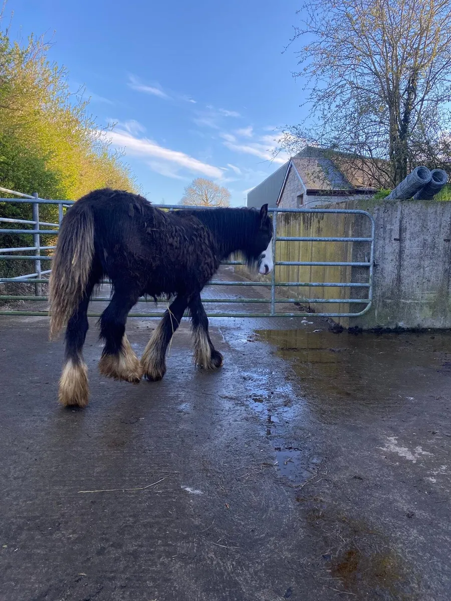 Super block of a filly foal - Image 4