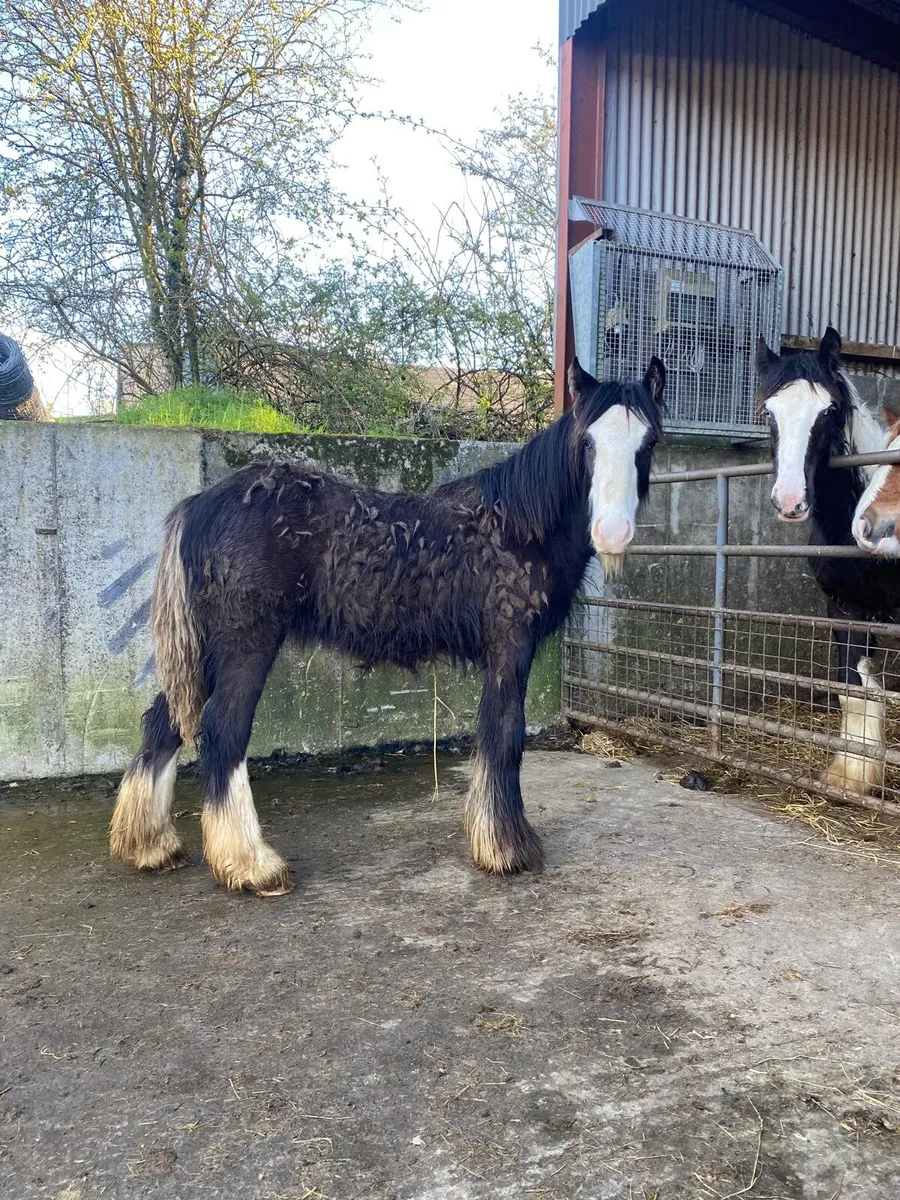 Super block of a filly foal - Image 2