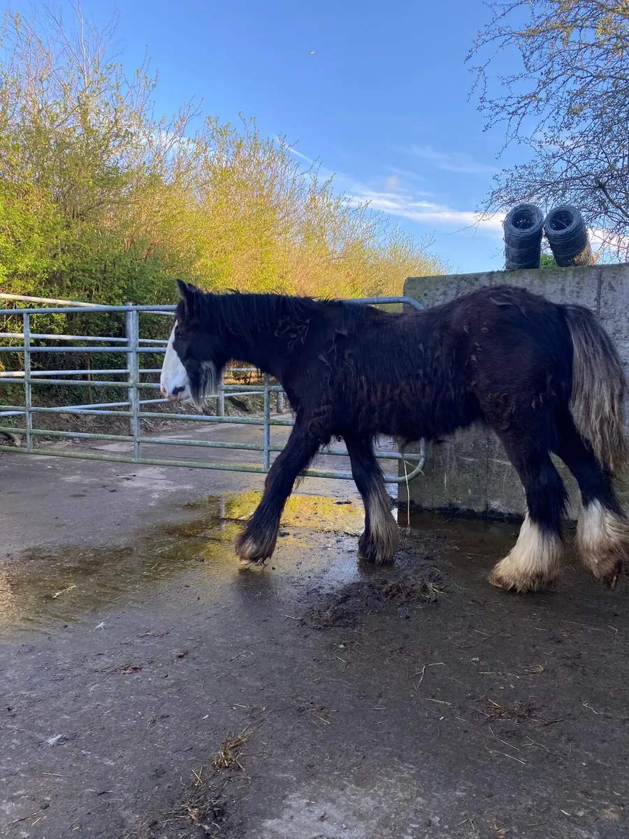 Super block of a filly foal - Image 3