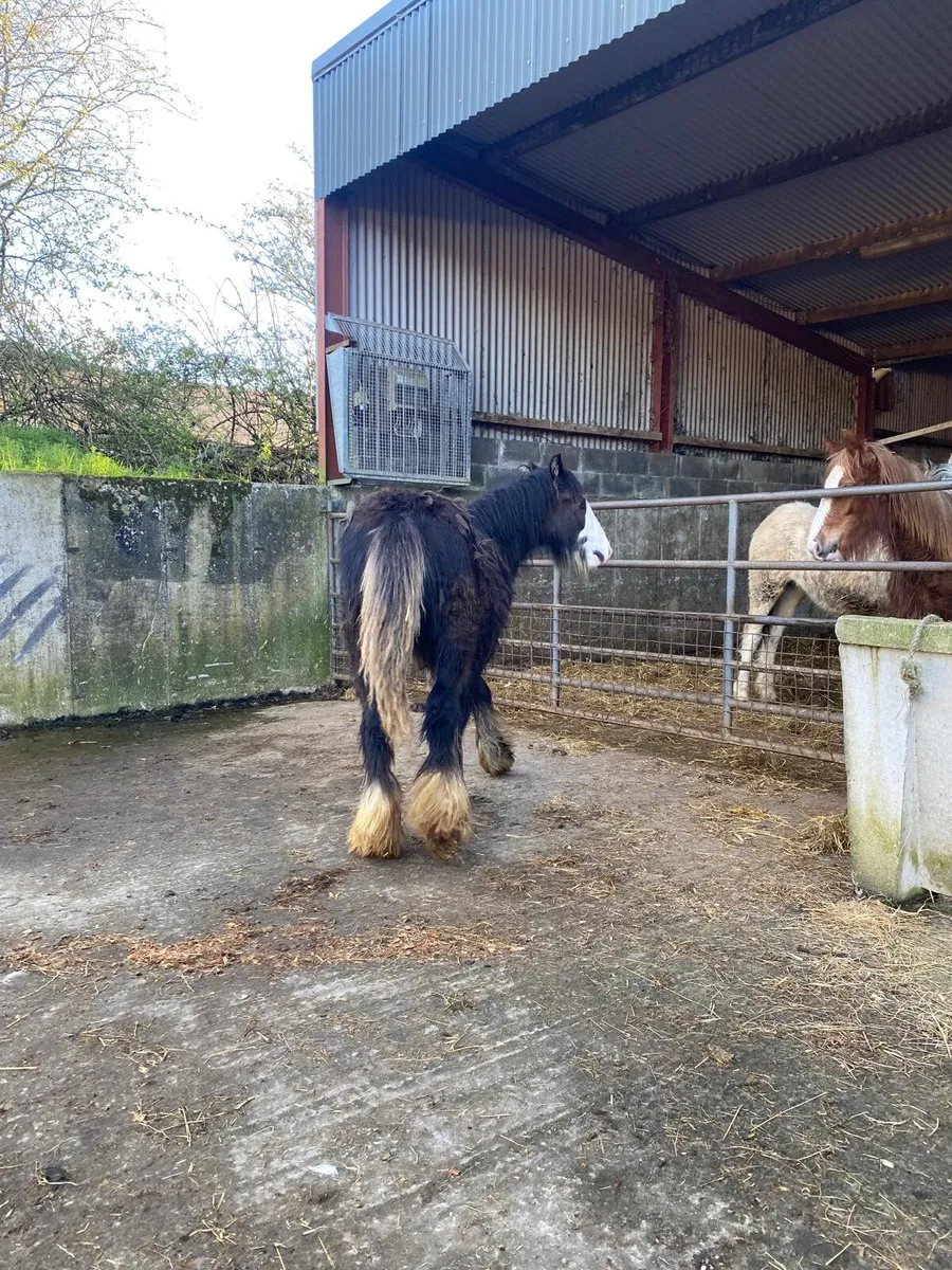 Super block of a filly foal - Image 1