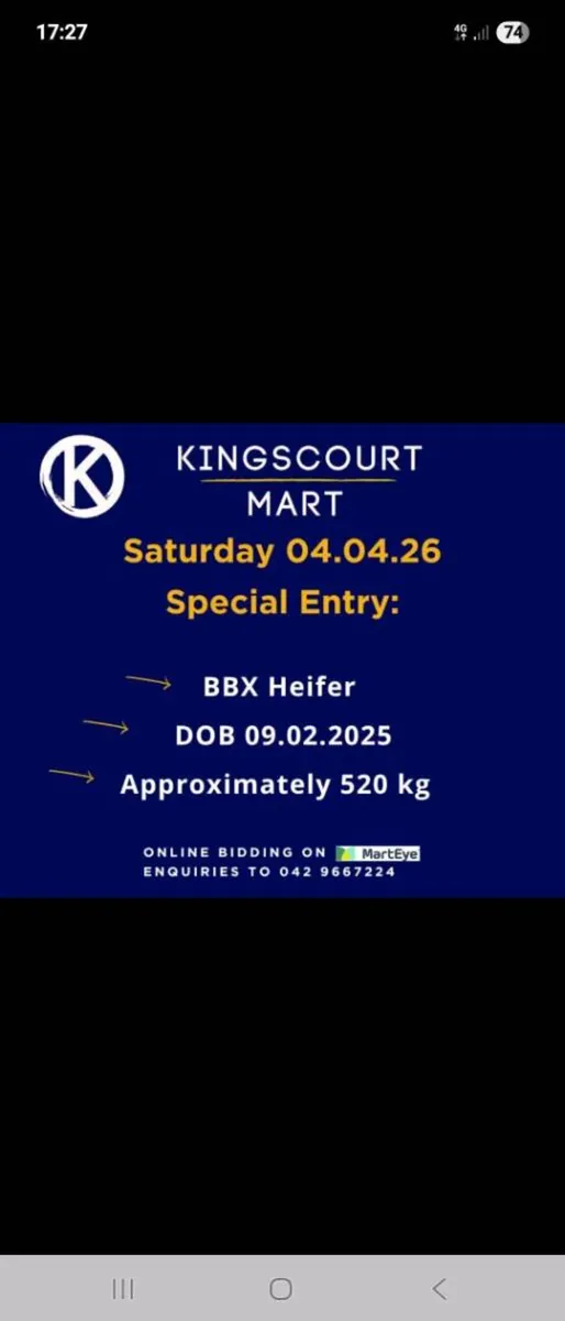 BBX show heifer suitable for breeding - Image 3