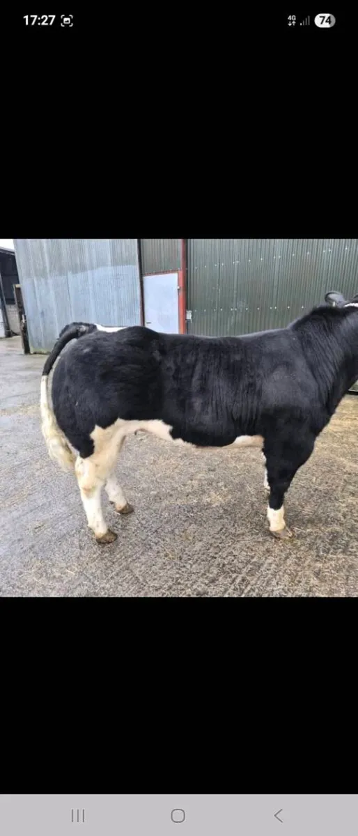 BBX show heifer suitable for breeding - Image 4