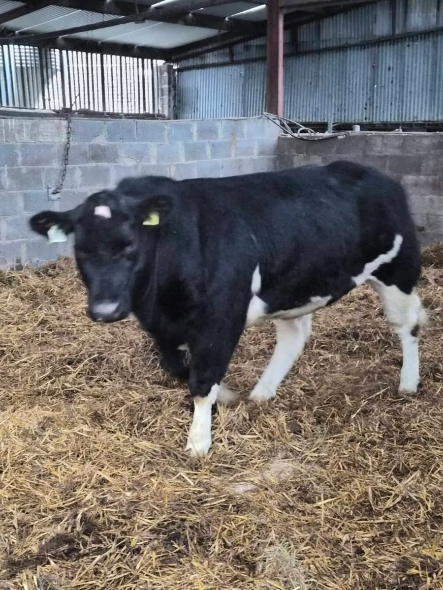 BBX show heifer suitable for breeding - Image 2