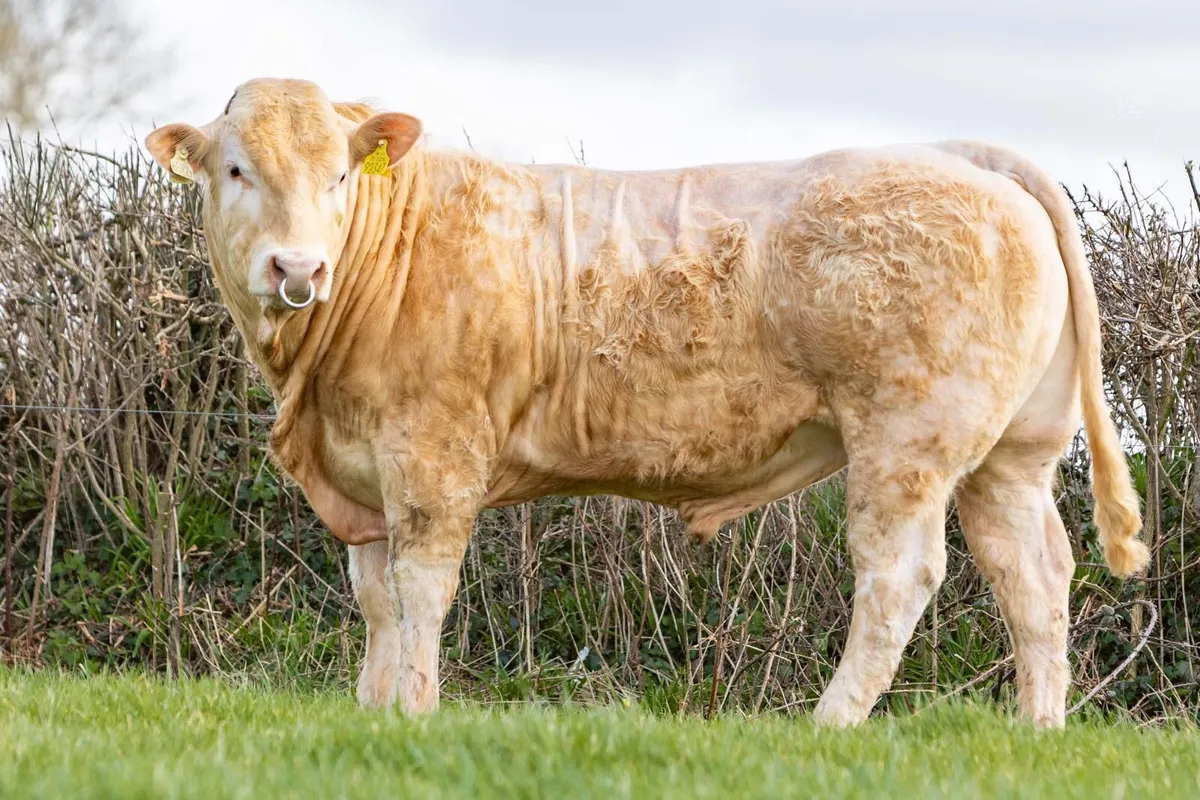 Blonde Bulls - Live now on MartEye - Image 2