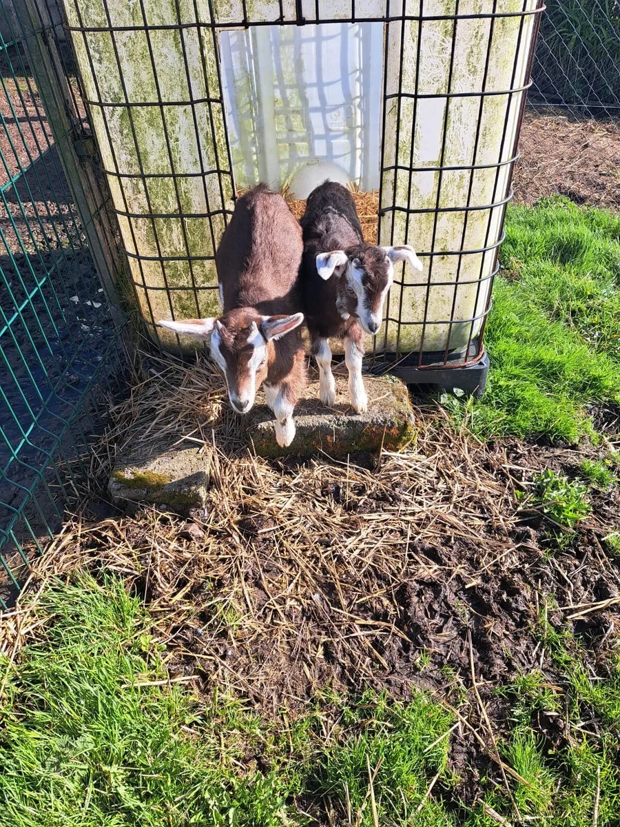 2 Male Kid Goats - Image 1