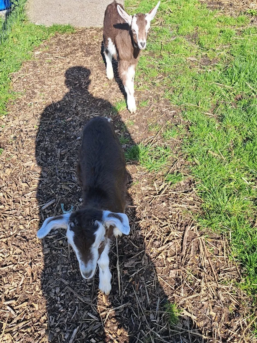 2 Male Kid Goats - Image 2