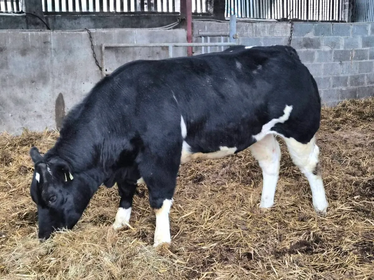 BBX show heifer suitable for breeding - Image 1