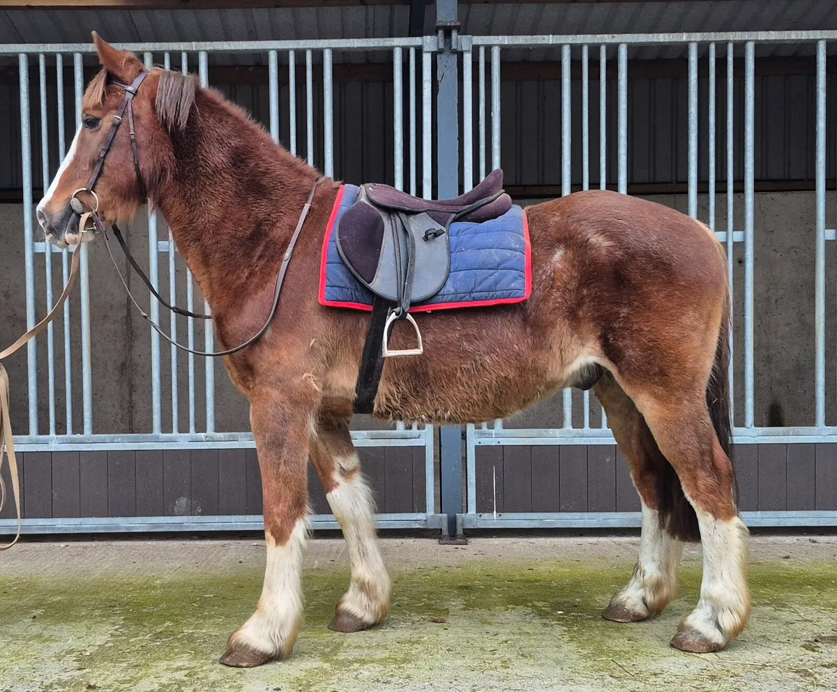 Well marked Cob - Image 2