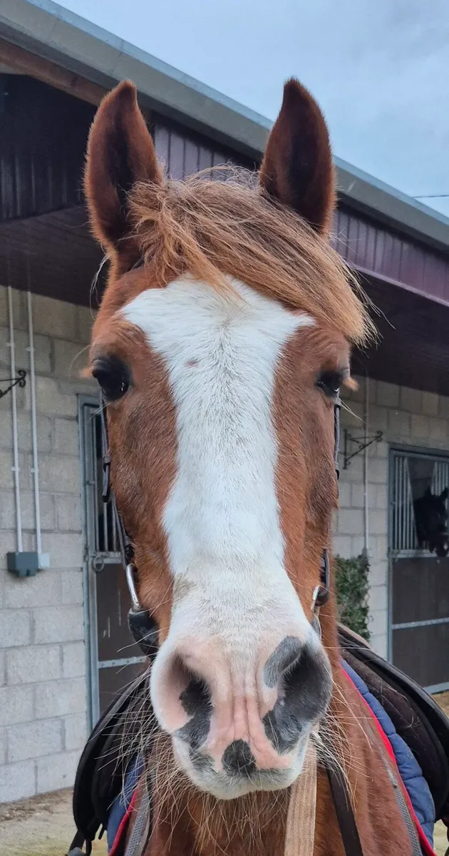 Well marked Cob - Image 1