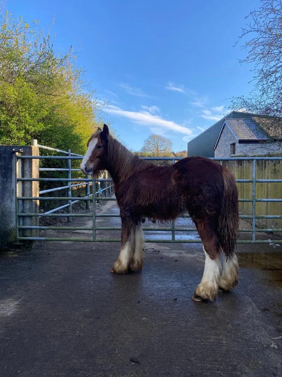 Very heavy Chestnut filly foal - Image 1