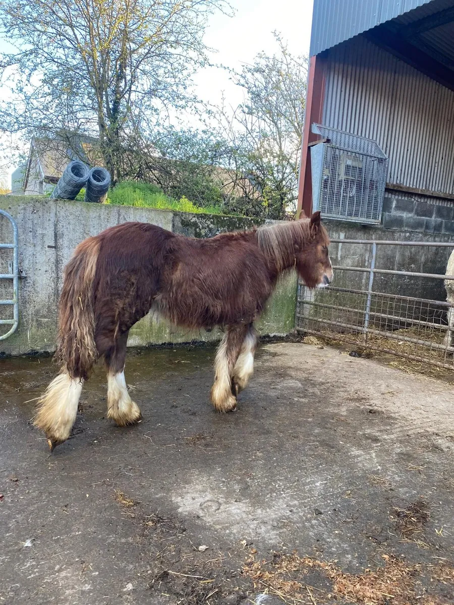 Very heavy Chestnut filly foal - Image 2