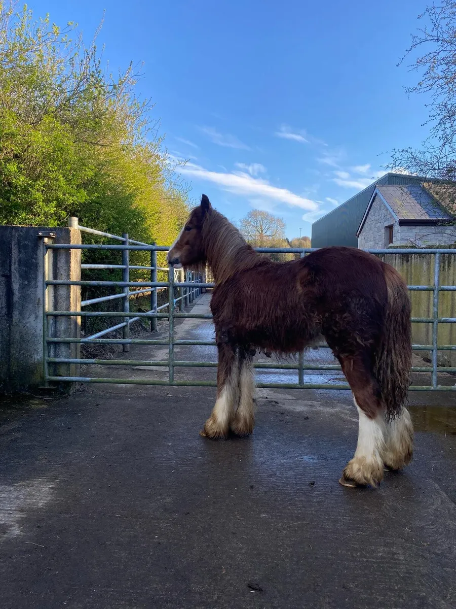 Very heavy Chestnut filly foal - Image 3