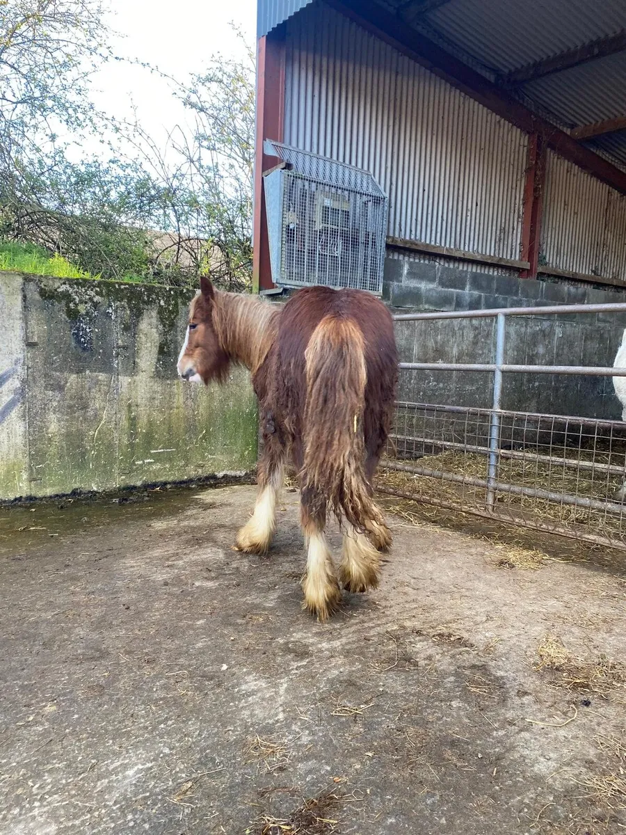 Very heavy Chestnut filly foal - Image 4