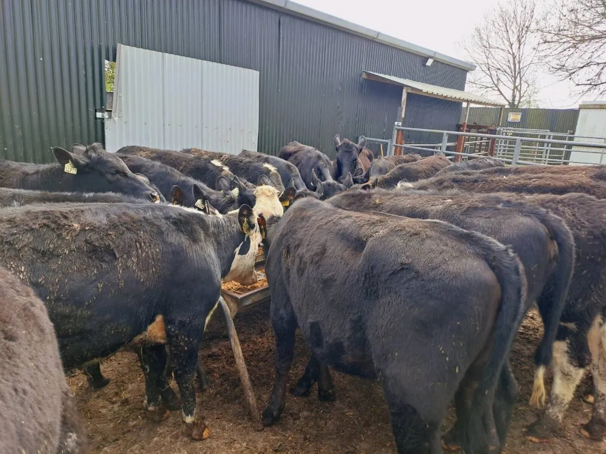 22 HEREFORD AND ANGUS HEIFERS 300KGS - Image 1