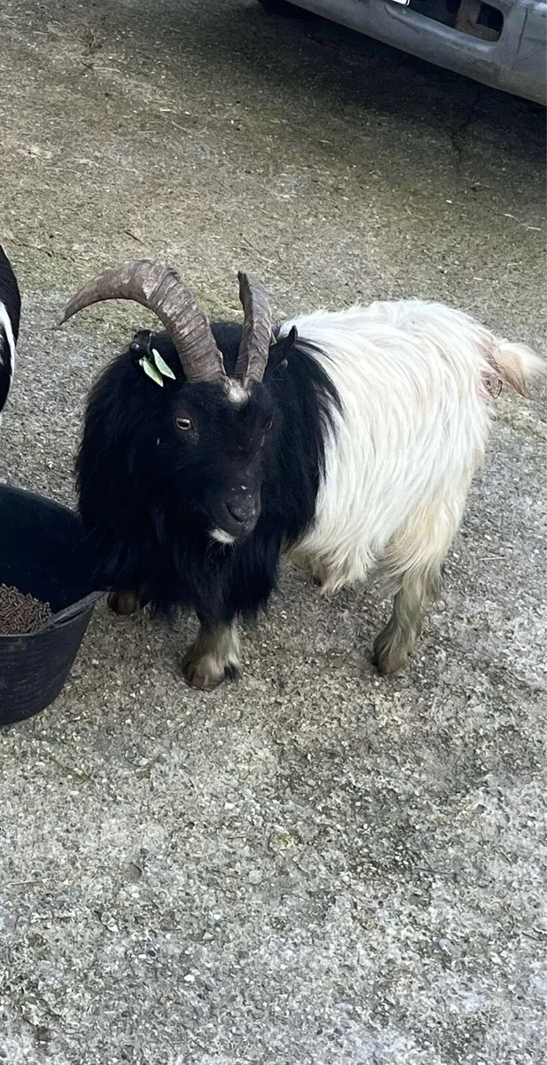 Goats - Image 2