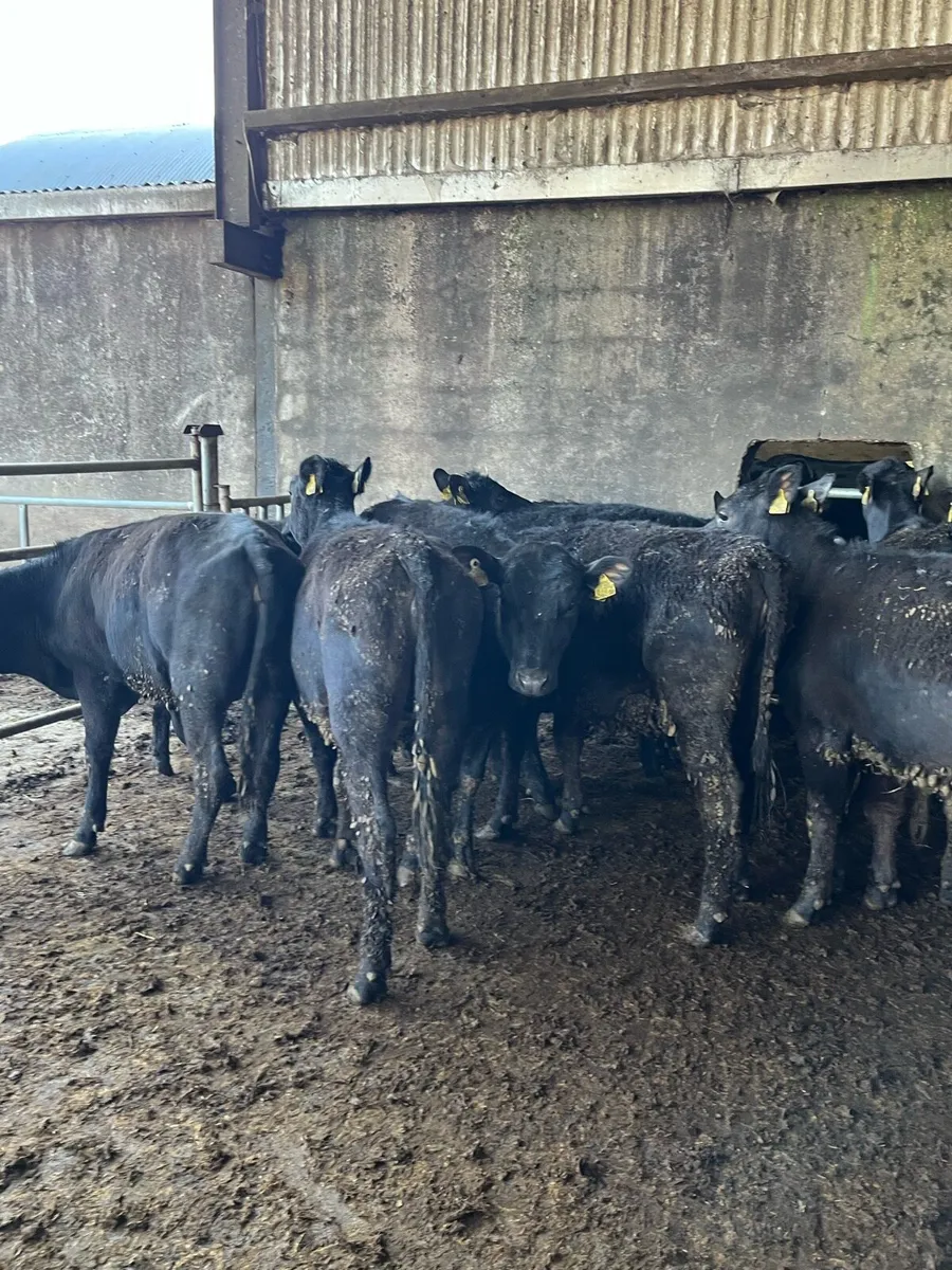 11 Angus heifers 275kg - Image 1