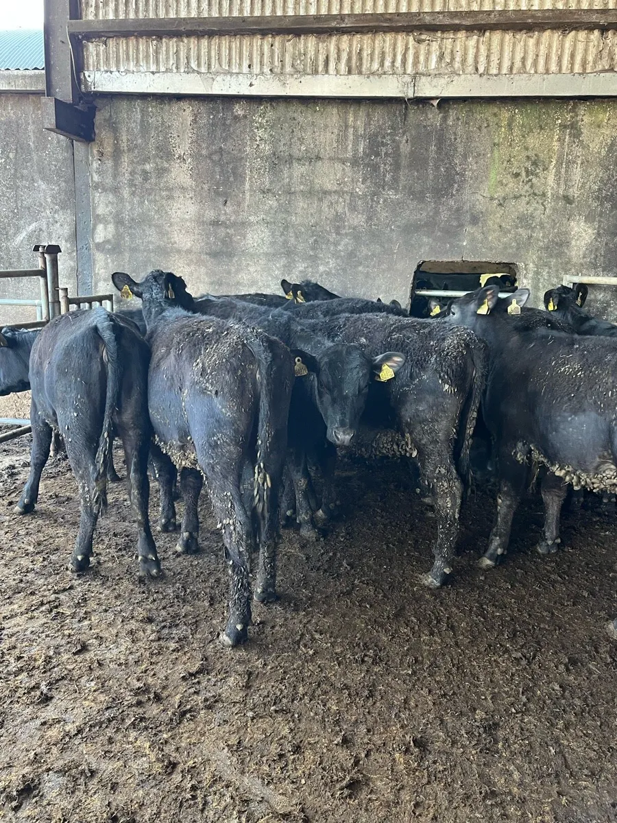 11 Angus heifers 275kg - Image 2