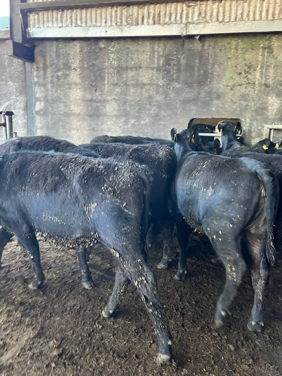 11 Angus heifers 275kg - Image 3