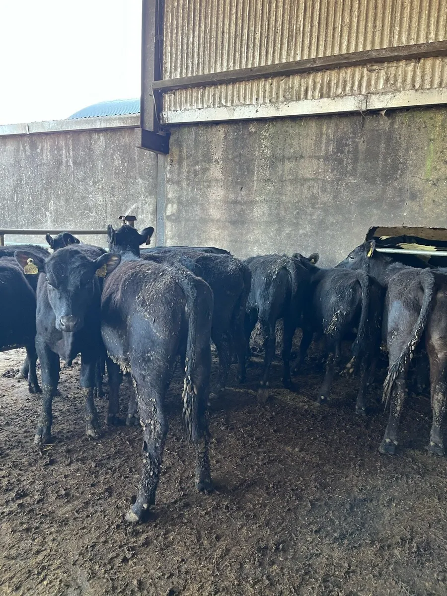 11 Angus heifers 275kg - Image 4