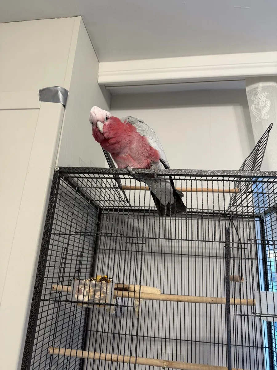 Galah Cockatoo (Pink & Grey) - Image 1