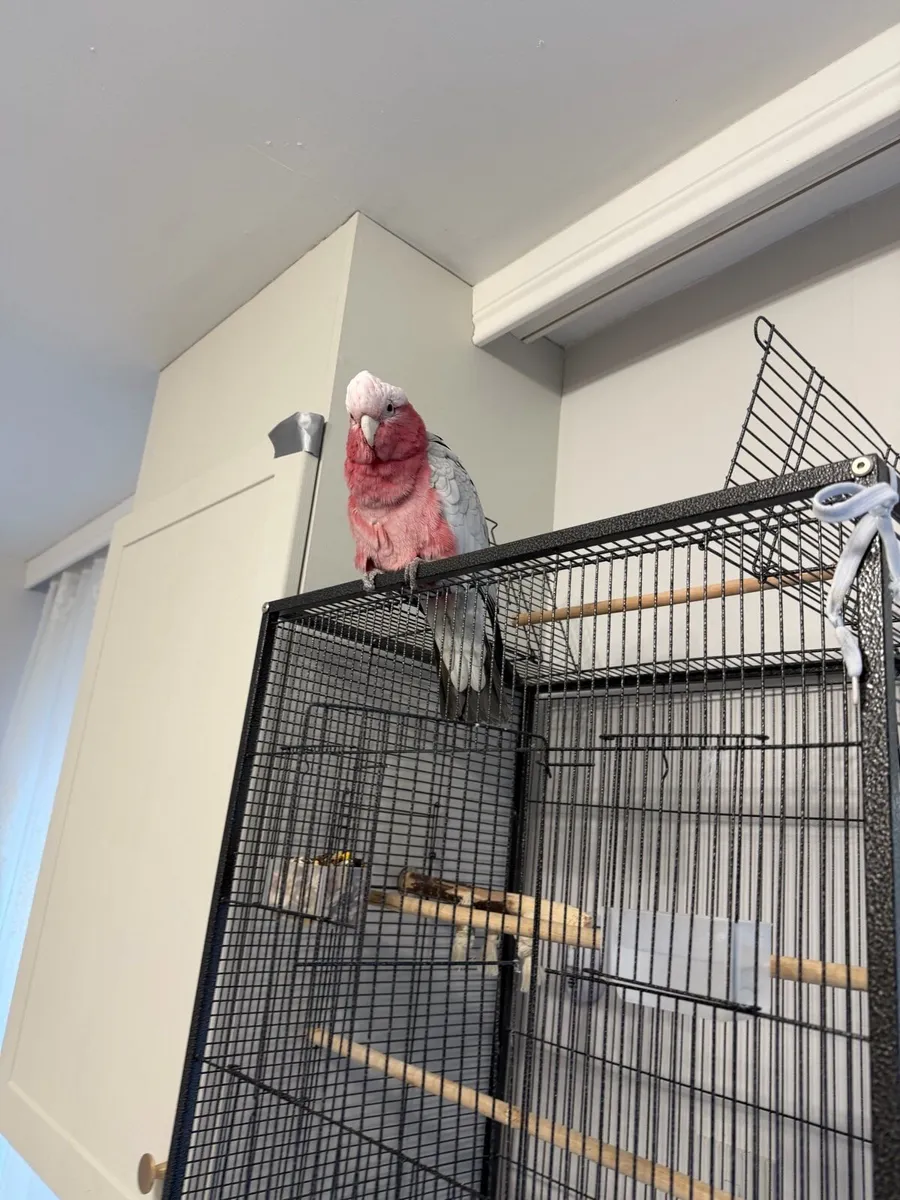 Galah Cockatoo (Pink & Grey) - Image 2