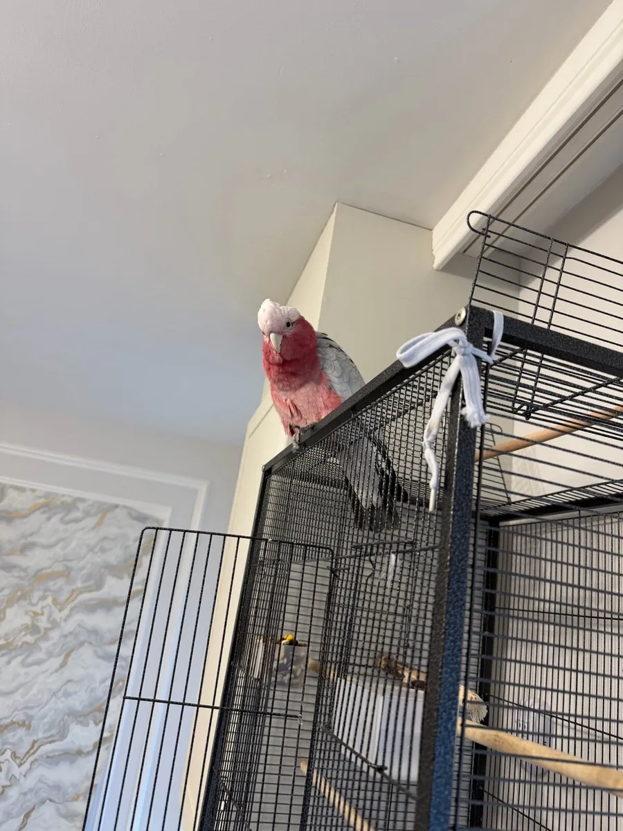 Galah Cockatoo (Pink & Grey) - Image 3