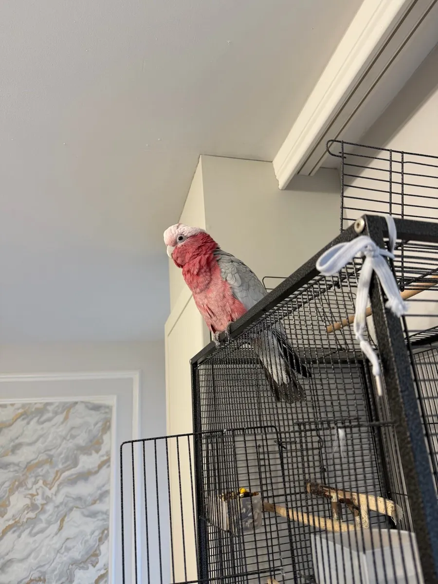 Galah Cockatoo (Pink & Grey) - Image 4