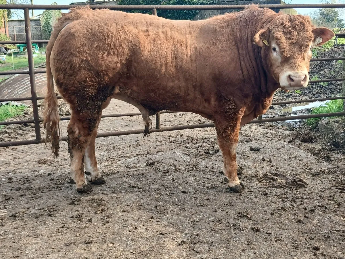 5 ⭐️PBR Bull - Image 4