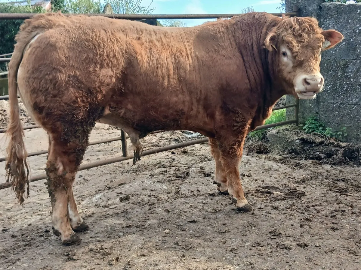 5 ⭐️PBR Bull - Image 3