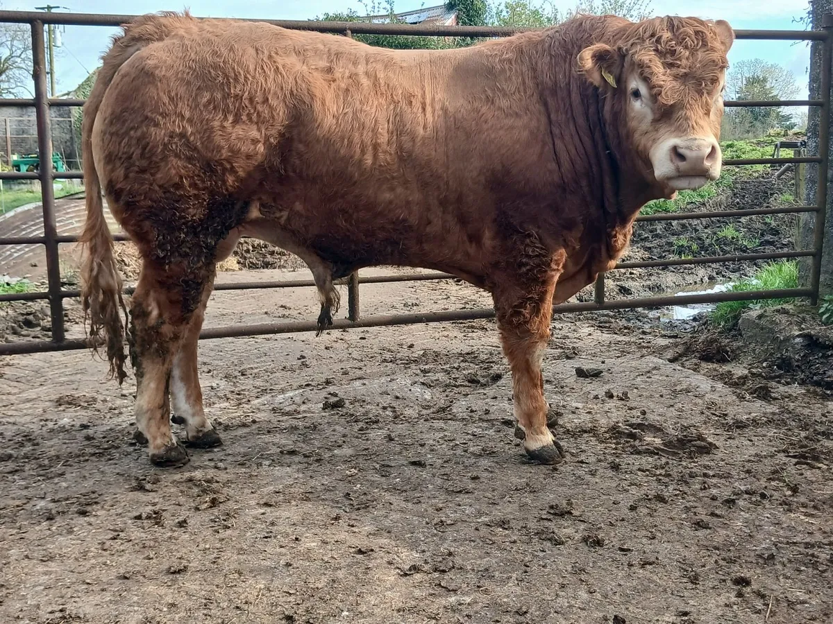 5 ⭐️PBR Bull - Image 2