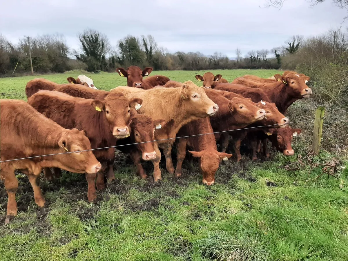 Limousin Heifers and Bullocks - Image 1