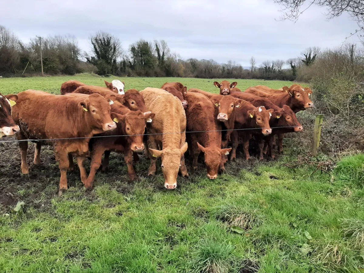 Limousin Heifers and Bullocks - Image 2