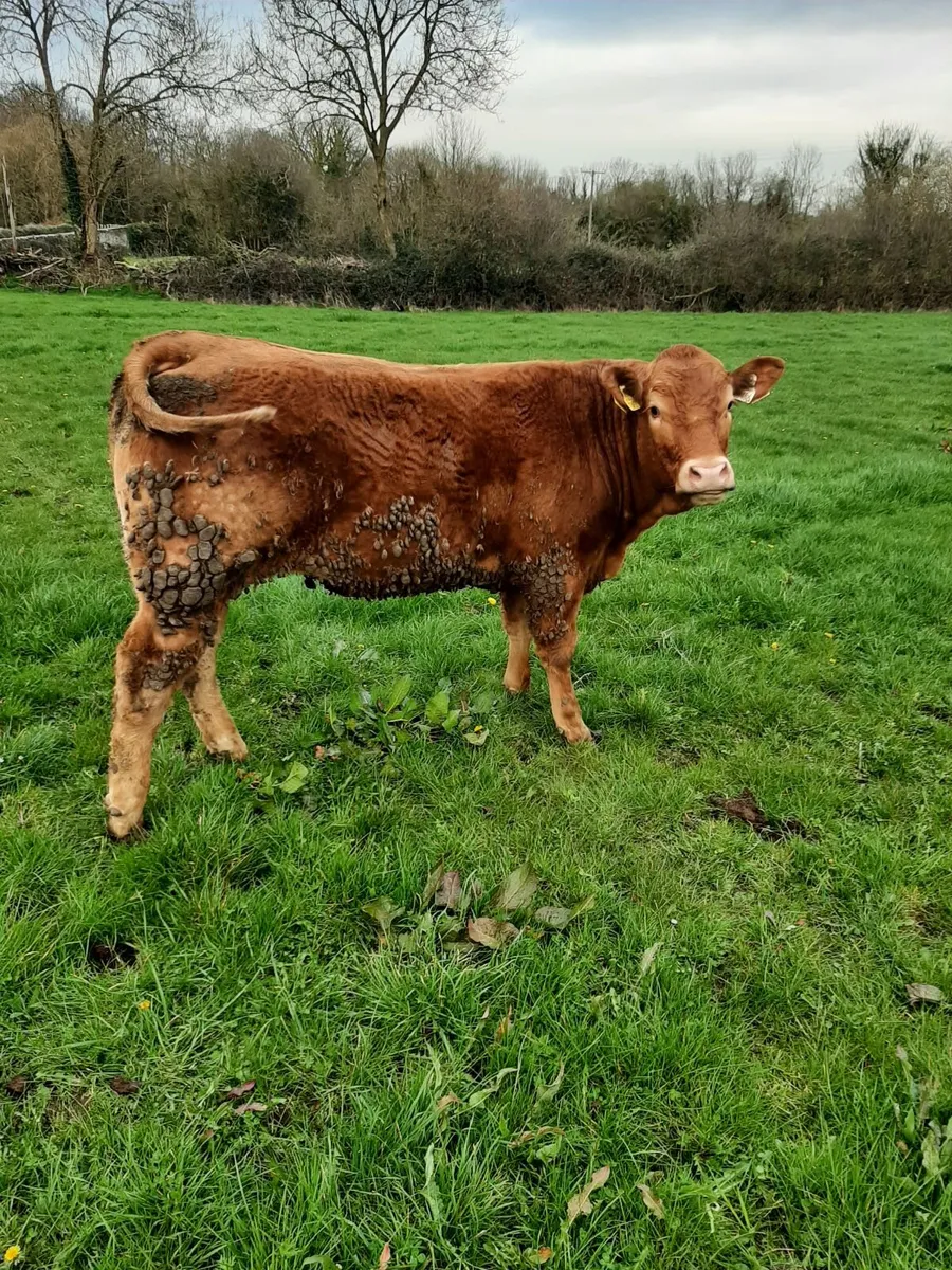 Limousin Heifers and Bullocks - Image 3