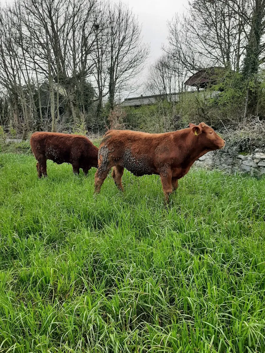 Limousin Heifers and Bullocks - Image 4