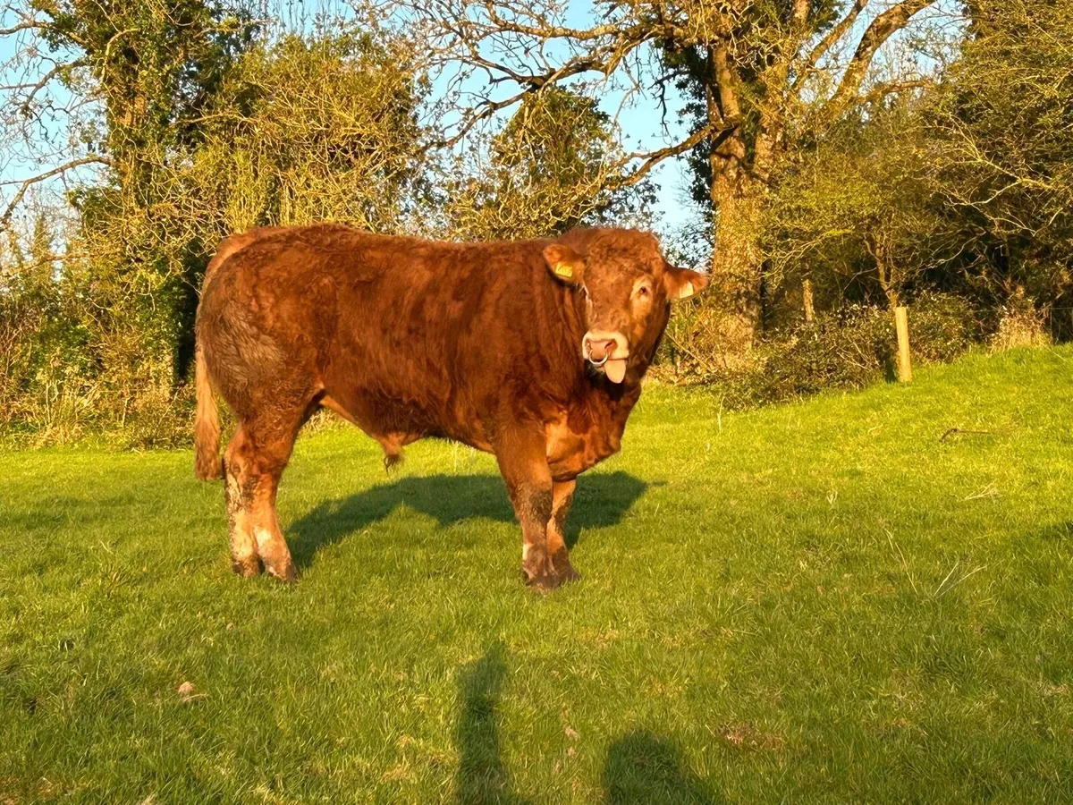 Pedigree Limousine Bull - Image 1