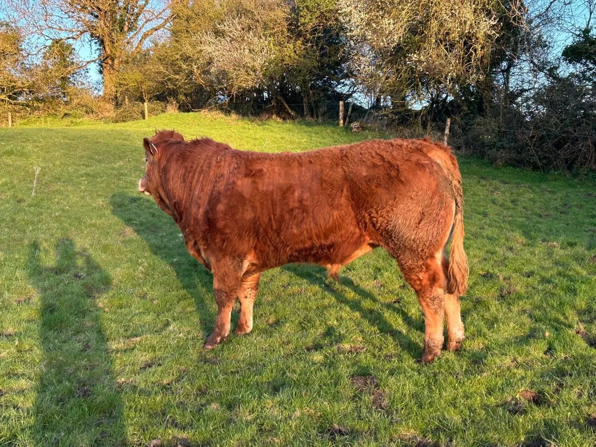 Pedigree Limousine Bull - Image 2