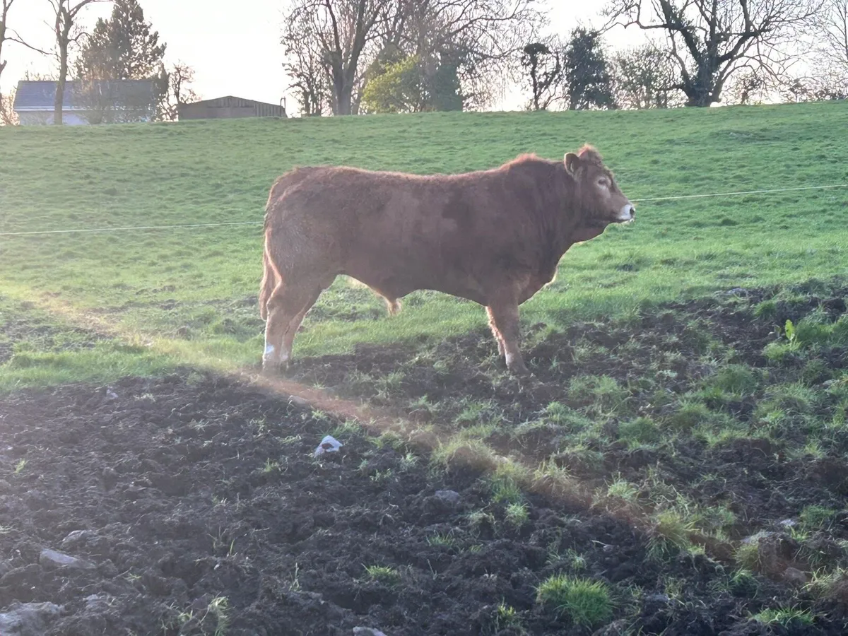 Pedigree Limousine Bull - Image 3