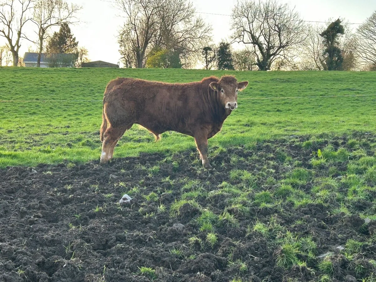 Pedigree Limousine Bull - Image 4