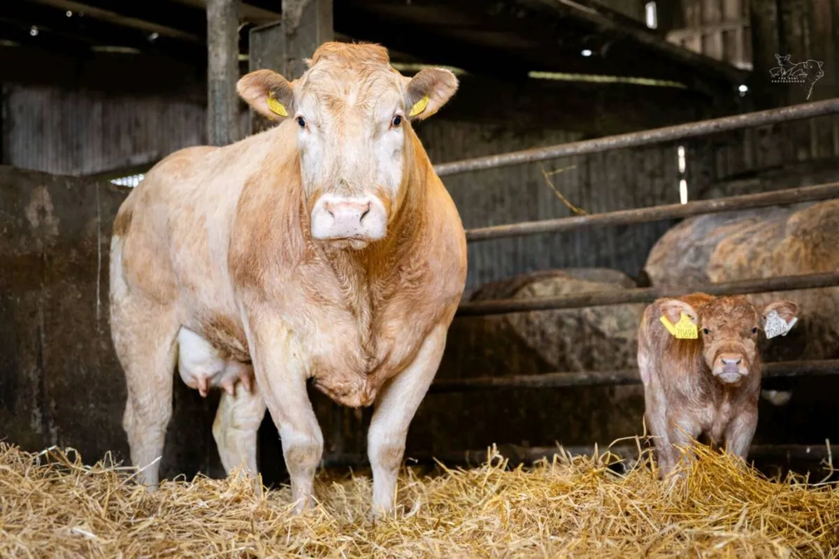 Pedigree Blonde cow and Calf - Image 2