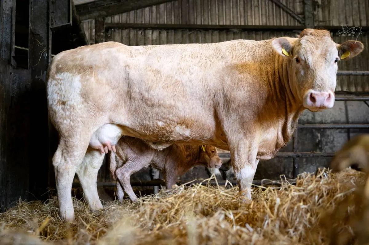 Pedigree Blonde cow and Calf - Image 3