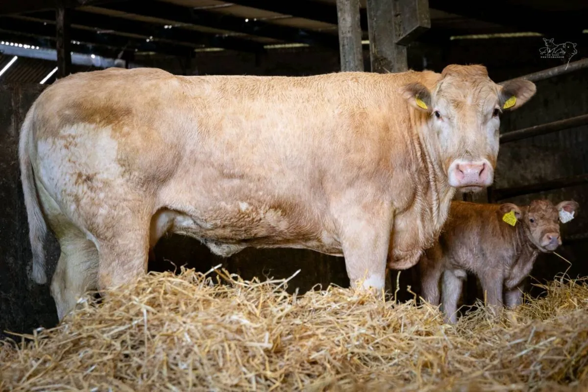 Pedigree Blonde cow and Calf - Image 1