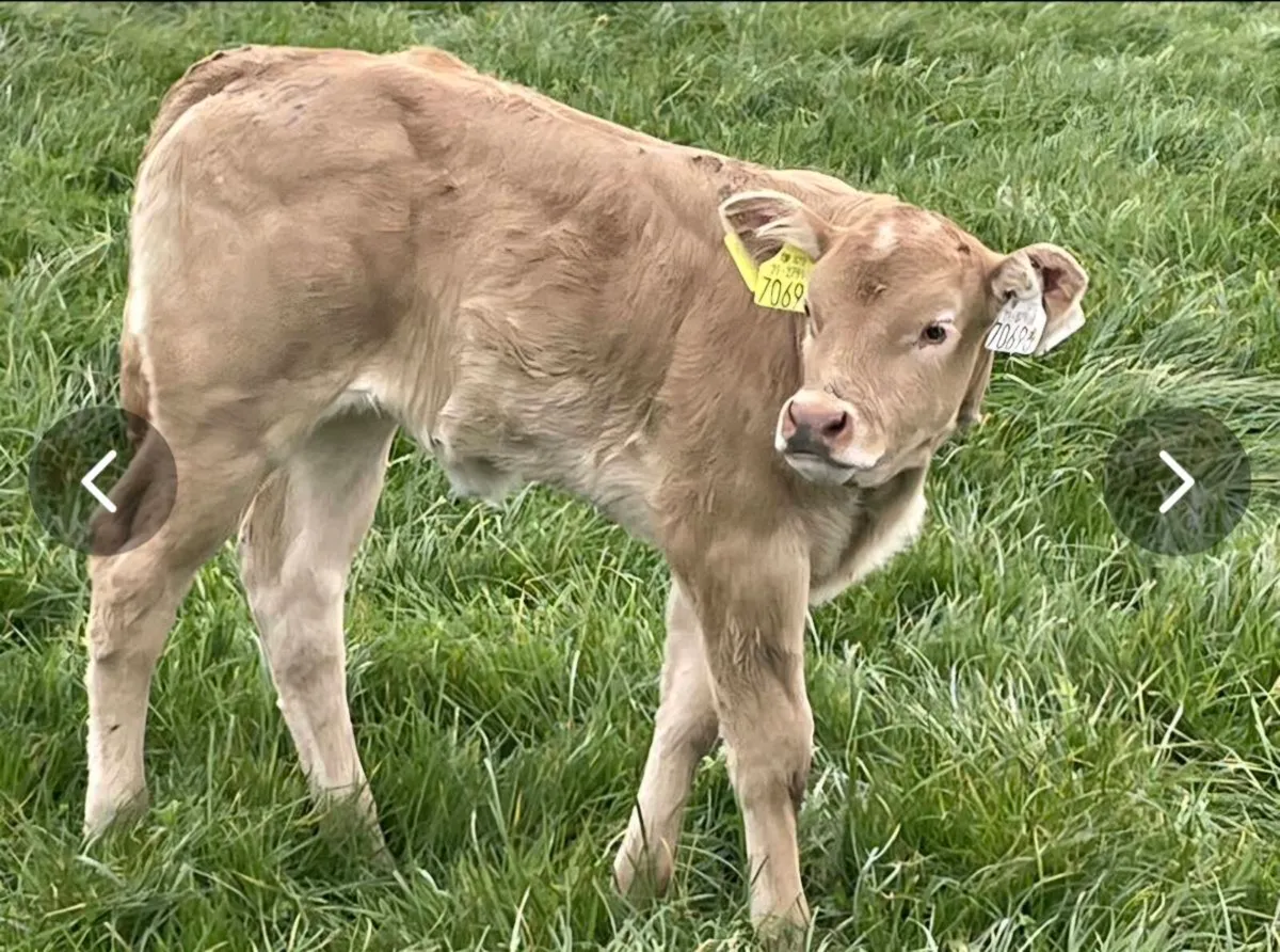 Pedigree Blonde cow and Calf - Image 4