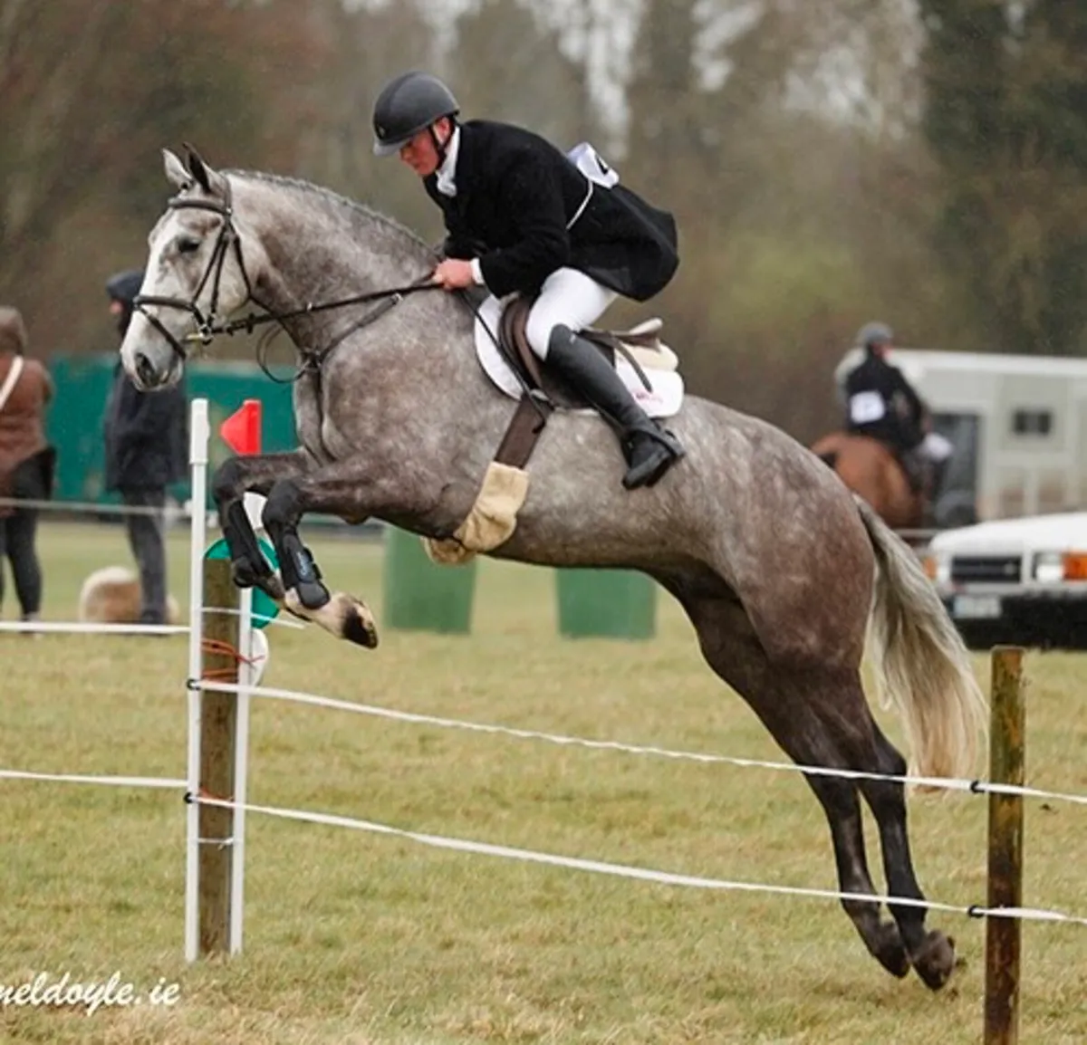 Registered Irish Draught Gelding - Image 1