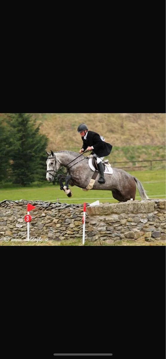 Registered Irish Draught Gelding - Image 2