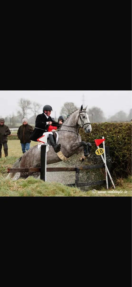 Registered Irish Draught Gelding - Image 3