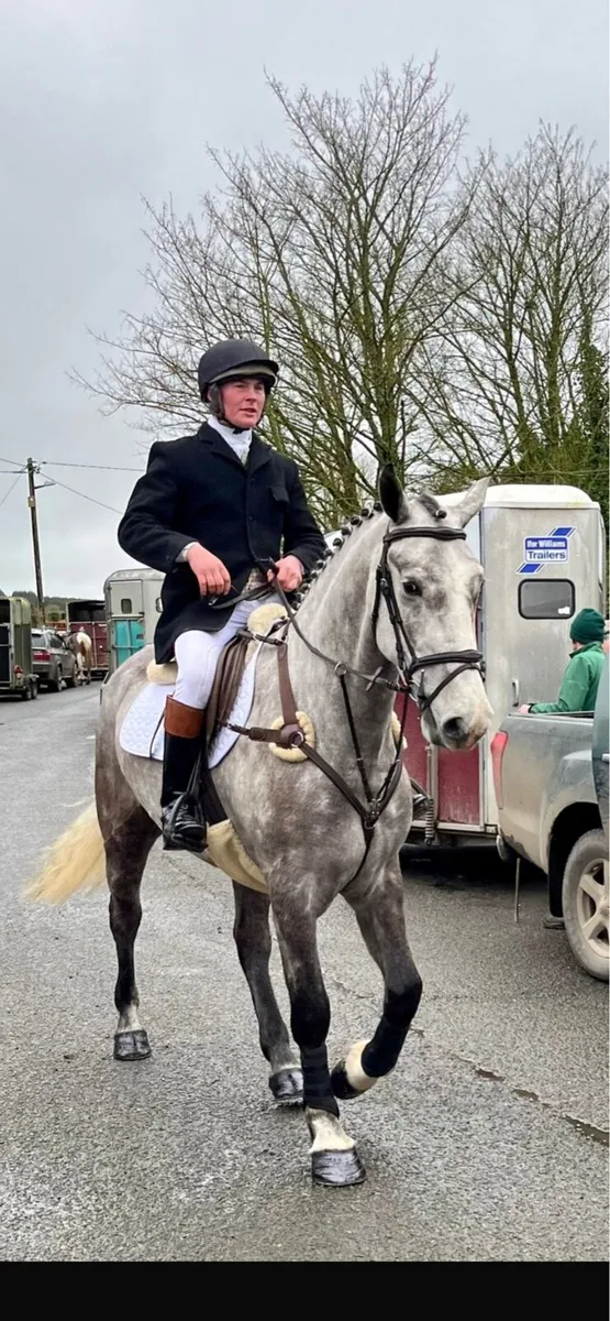 Registered Irish Draught Gelding - Image 4